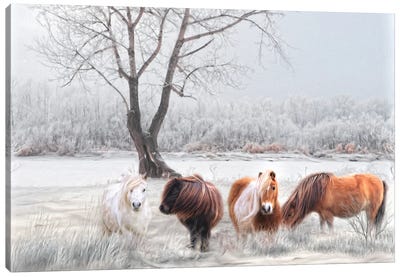 Shetland Ponies In The Snow Canvas Art Print - Snow Art