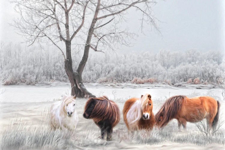 Shetland Ponies In The Snow