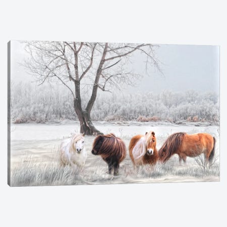 Shetland Ponies In The Snow Canvas Print #TRO155} by Trudi Simmonds Canvas Print