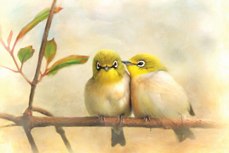 Sweet Silvereyes