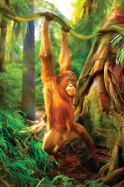 Orangutans: Borneo Baby by Trudi Simmonds