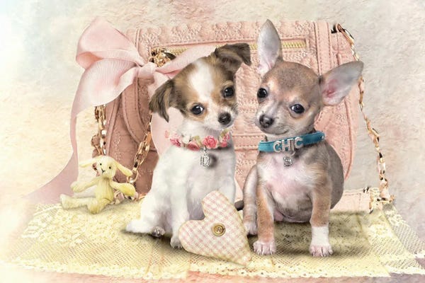 Chihuahuas: Little Chihuahua by Trudi Simmonds