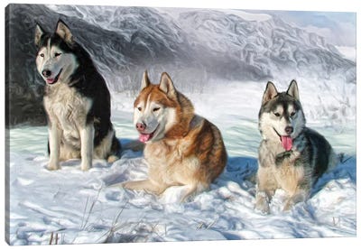 Alaskan Malamute Canvas Art Print - Trudi Simmonds
