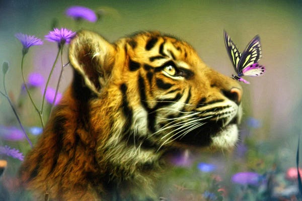 Tigers: Buddy And The Butterfly by Trudi Simmonds