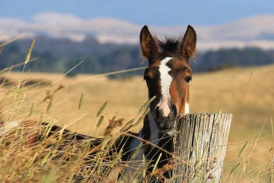 Apache by Trudi Simmonds metal wall art