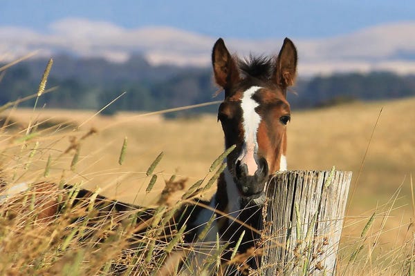 Fine Art Print: Apache by Trudi Simmonds