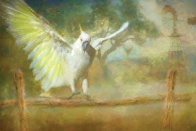 Cockatoo Dreaming by Trudi Simmonds metal wall art