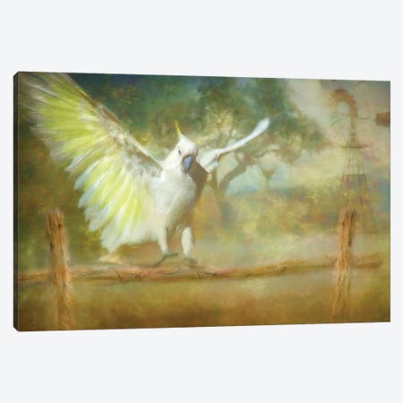 Cockatoo Dreaming Canvas Print #TRO20} by Trudi Simmonds Canvas Wall Art