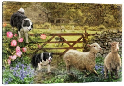 Collecting The Strays Canvas Art Print - Sheep Art