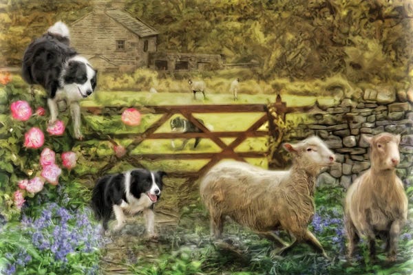 Sheep: Collecting The Strays by Trudi Simmonds