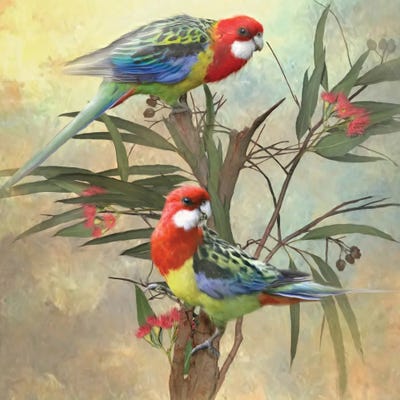 Eastern Rosella by Trudi Simmonds metal wall art