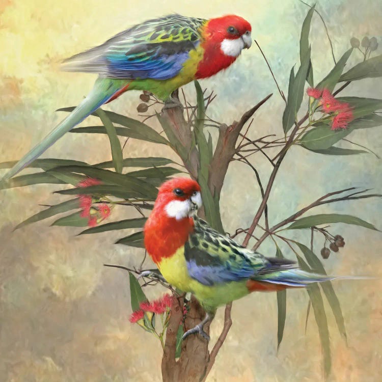 Eastern Rosella