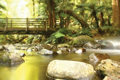 Gold by Trudi Simmonds metal wall art