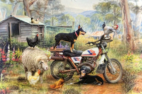 Australian Kelpies