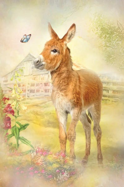 Donkeys: Little Donkey by Trudi Simmonds