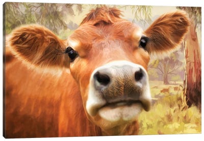 Little Jersey Canvas Art Print - Highland Cow Art