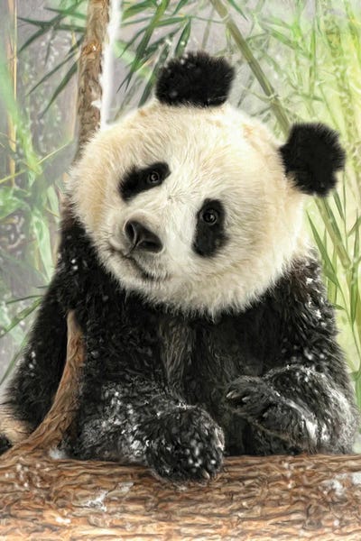 Pandas: Panda by Trudi Simmonds