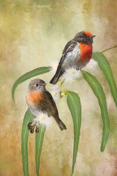 Scarlet Robin by Trudi Simmonds metal wall art