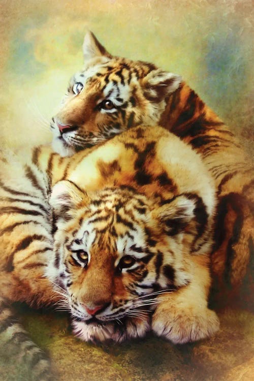 Little Tigers