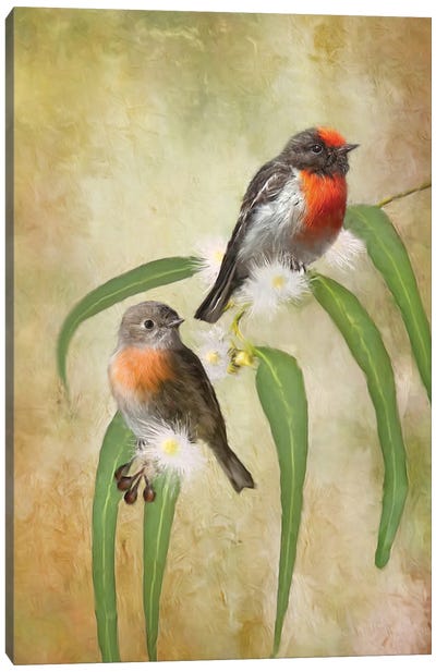 Scarlet Robin Canvas Art Print - Trudi Simmonds