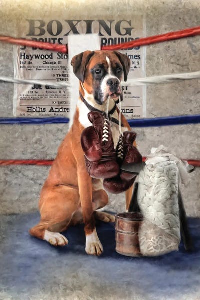 Boxers: The Boxer by Trudi Simmonds