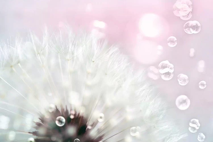 Pink Dandelion