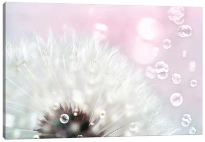 Pink Dandelion Canvas Art Print - Macro Photography