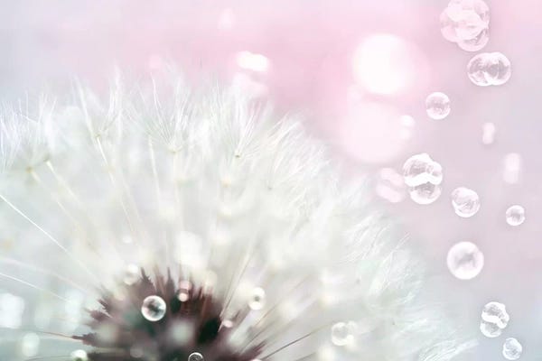Dandelions: Pink Dandelion by Tracey Telik