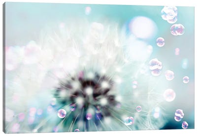 Teal Dandelion Canvas Art Print - Macro Photography