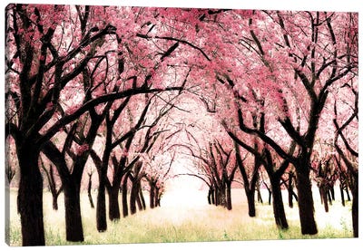 Wonderland Canvas Art Print - Pink Art