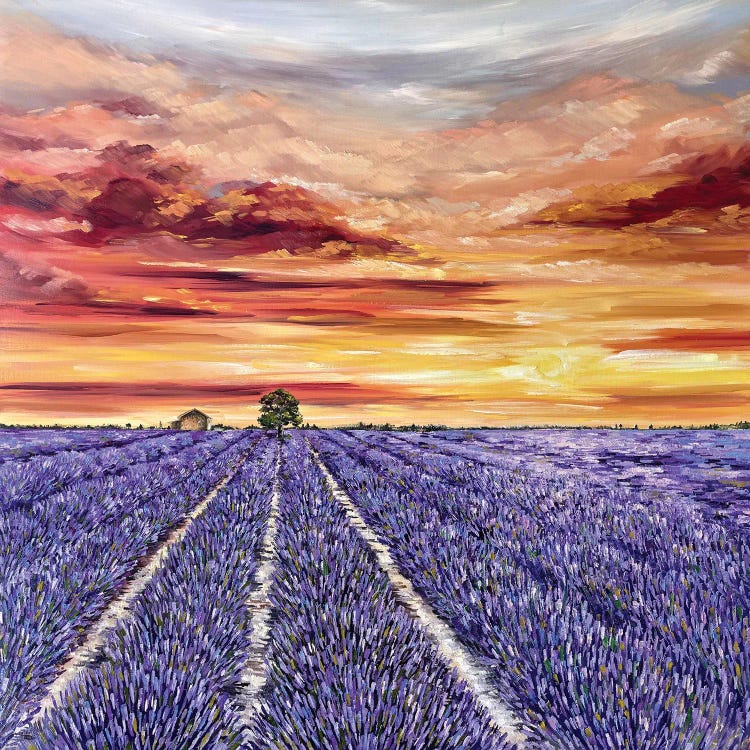 Lavender Field