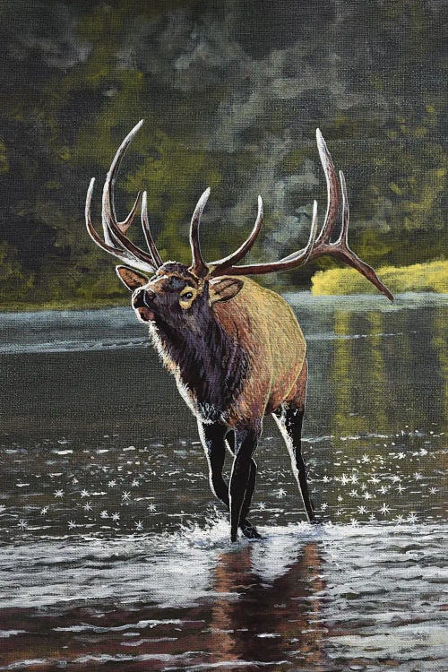 Elk In River