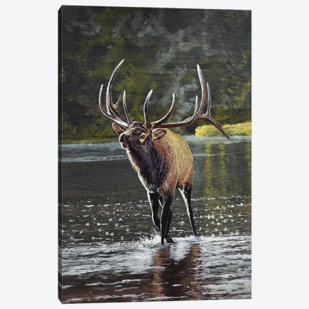 Elk In River Canvas Print #TSL10} by Terry Steele Canvas Art Print