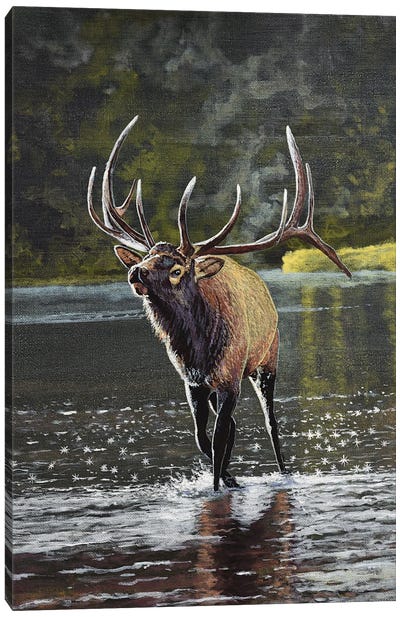 Elk In River Canvas Art Print - Elk Art