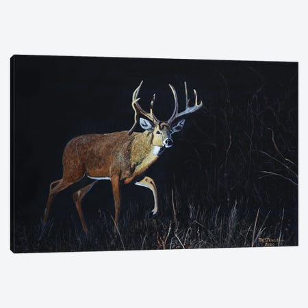 Whitetail Canvas Print #TSL1} by Terry Steele Canvas Art