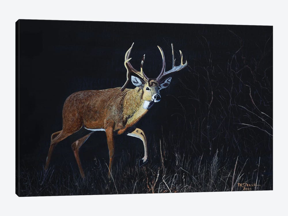 Whitetail by Terry Steele 1-piece Art Print