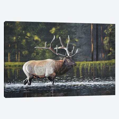 Elk Crossing Canvas Print #TSL20} by Terry Steele Canvas Art