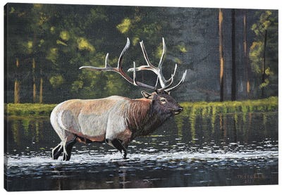 Elk Crossing Canvas Art Print - Elk Art