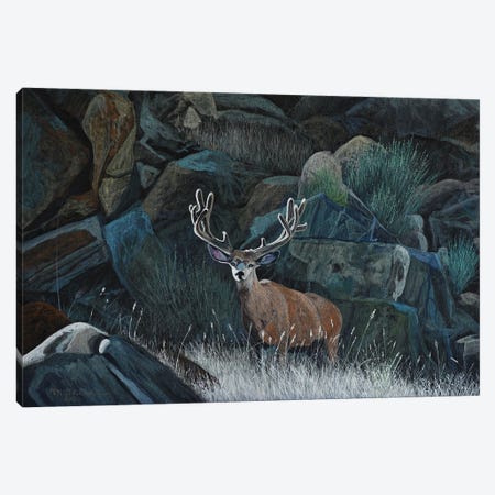 Buck And Boulders Canvas Print #TSL27} by Terry Steele Art Print