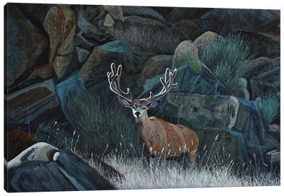 Buck And Boulders Canvas Art Print - Terry Steele
