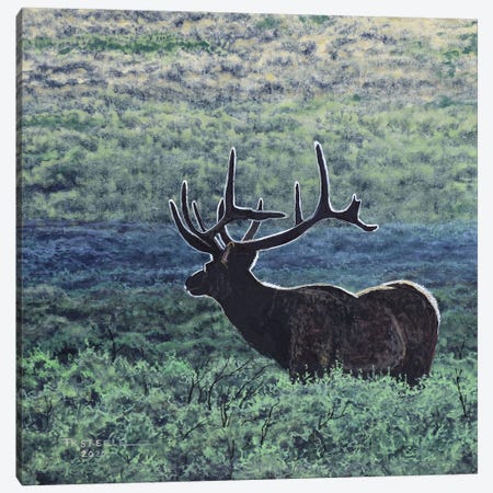 Elk In Sage Canvas Print #TSL28} by Terry Steele Canvas Artwork