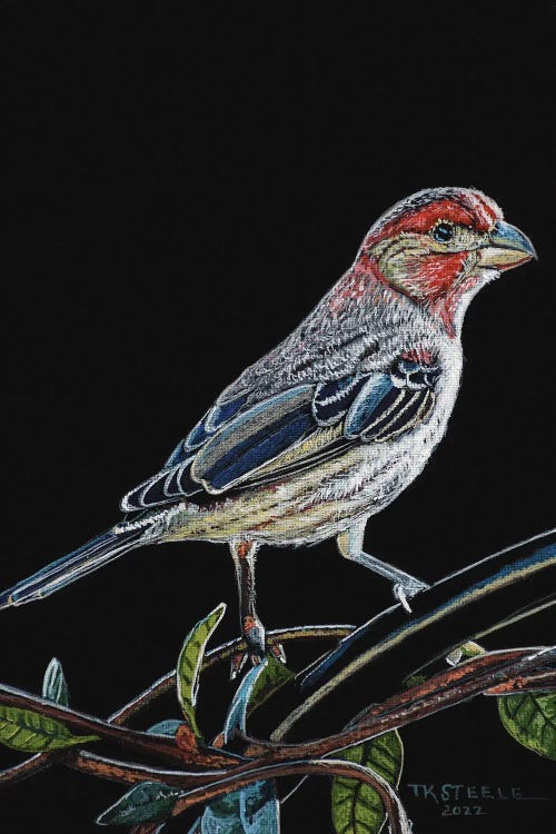 House Finch