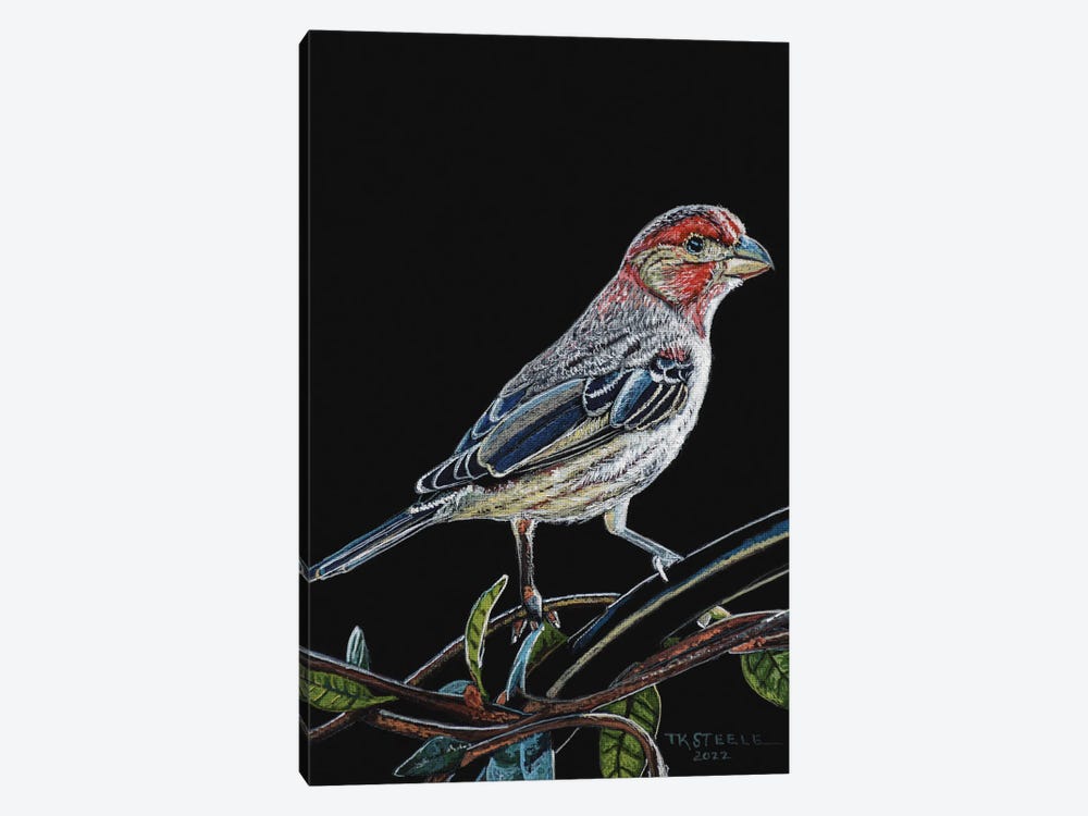House Finch by Terry Steele 1-piece Canvas Art Print