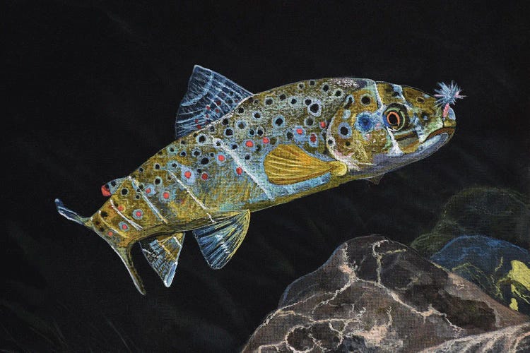 Brown Trout