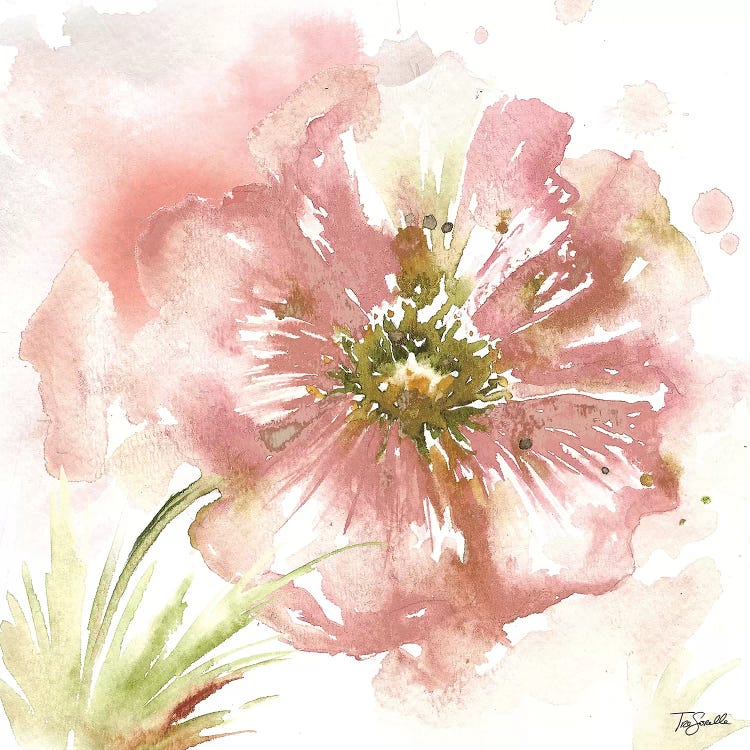 Blush Watercolor Poppy I