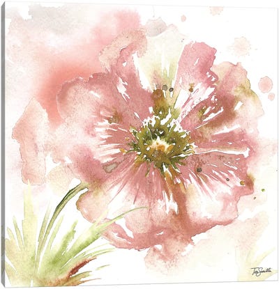 Blush Watercolor Poppy I Canvas Art Print