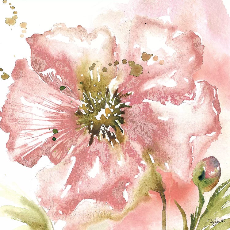 Blush Watercolor Poppy II