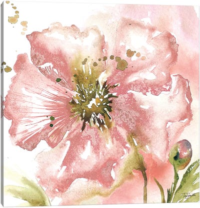 Blush Watercolor Poppy II Canvas Art Print - Tre Sorelle Studios