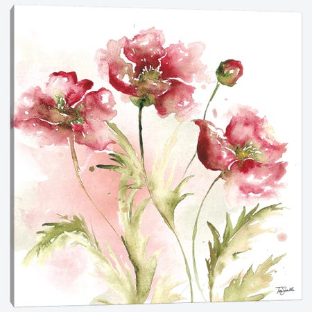 Blush Watercolor Poppy II Can - Canvas Art Print | Tre Sorelle Studios