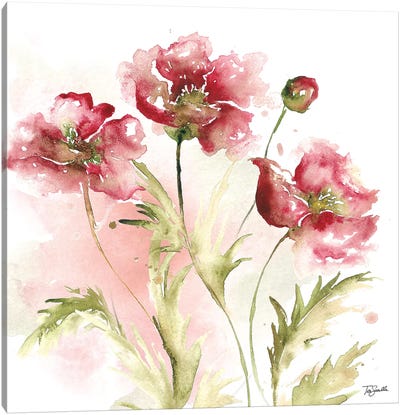 Blush Watercolor Poppy III Canvas Art Print - Tre Sorelle Studios
